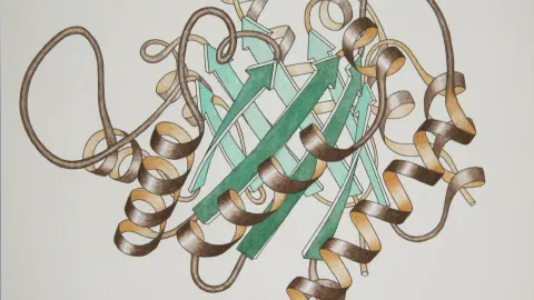 Ribbon diagram of a protein