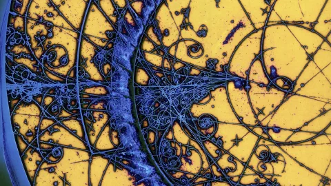 Particle tracks spiralling in a bubble chamber
